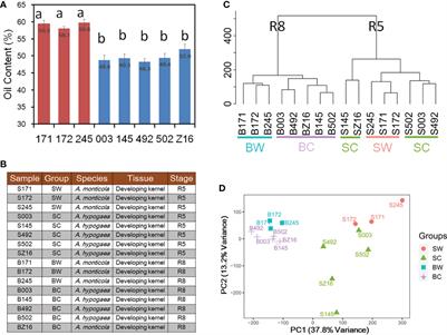 Gene expression and DNA methylation altering lead to the high oil content in wild allotetraploid peanut (A. monticola)